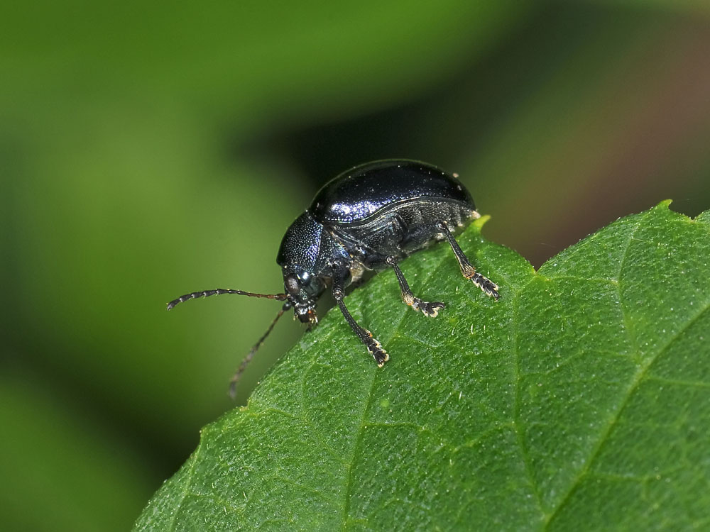 Colasposoma dauricum,  Crisomelide esotico